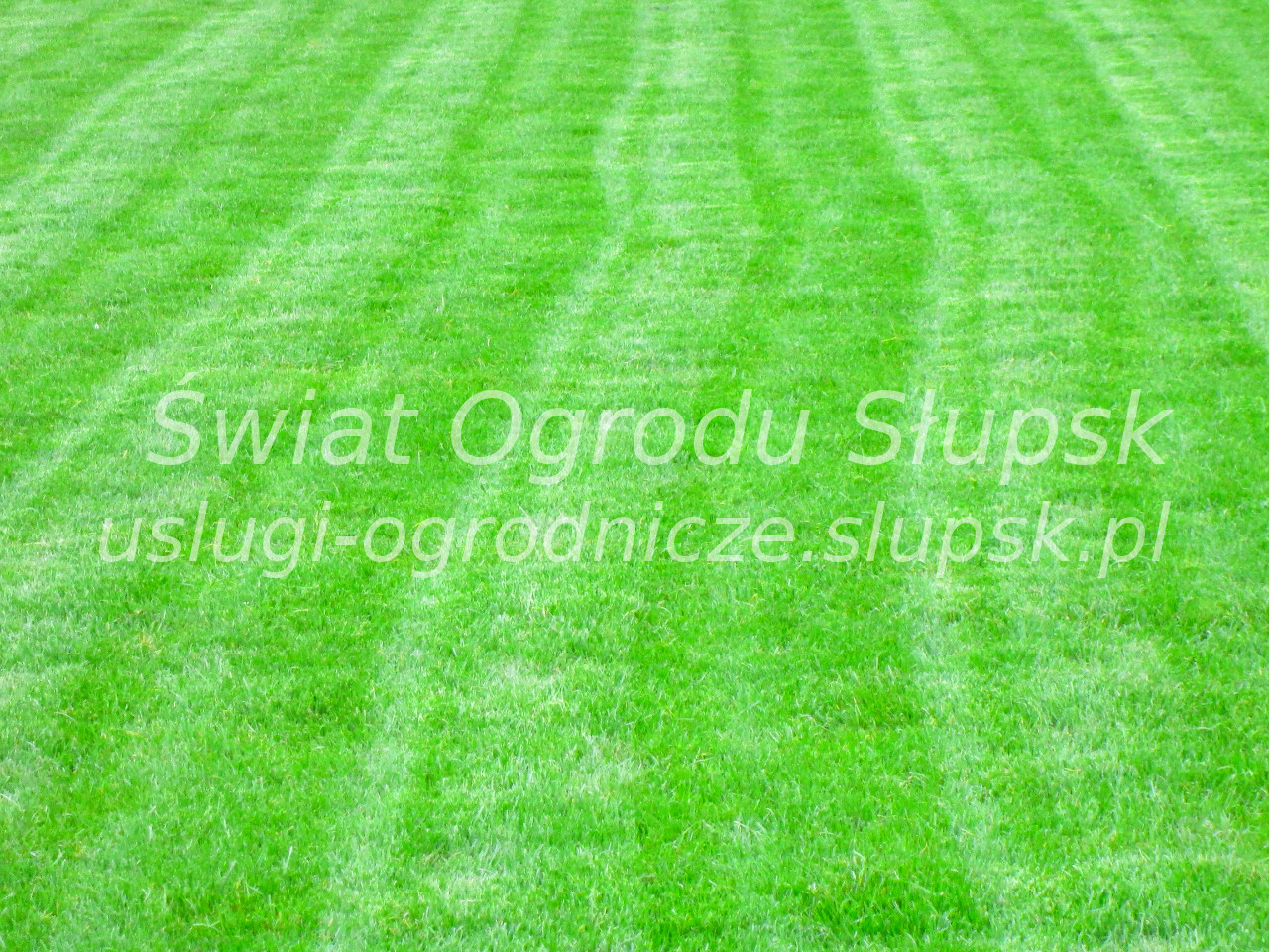 Trawnik w ogrodzie i na posesji - Galeria zdjęć 06 - zdjęcie 19